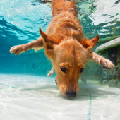 dog diving into swimming pool